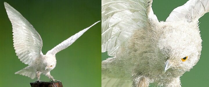 純銀記念品・贈答品